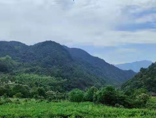 湖北南宫集团集团英山有机茶厂
